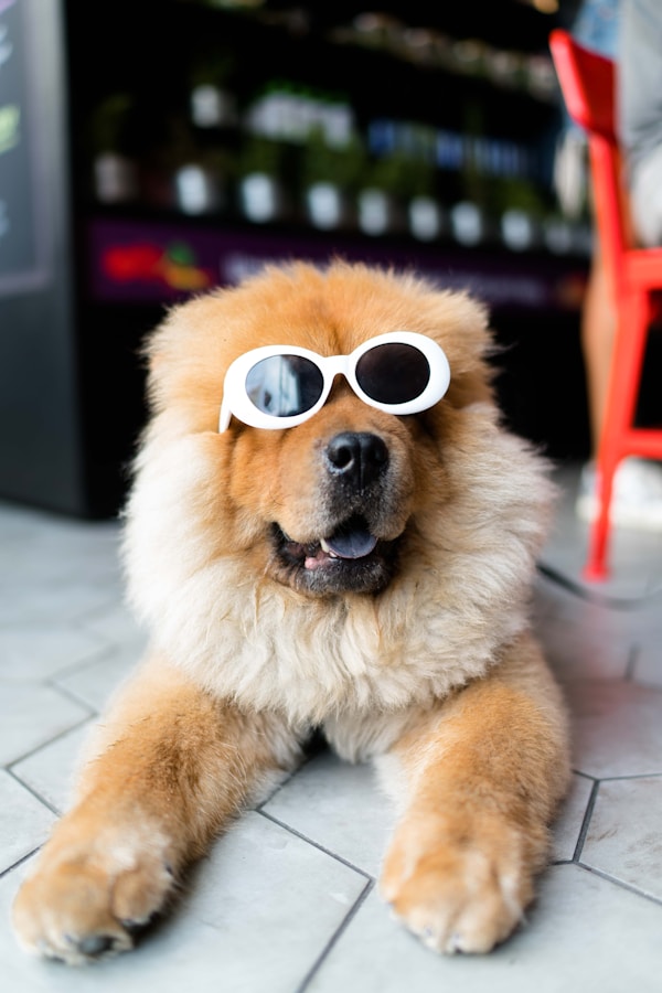 Cão